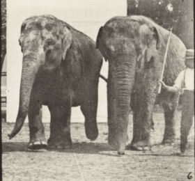 Plate 734 Two elephants walking — figure reference